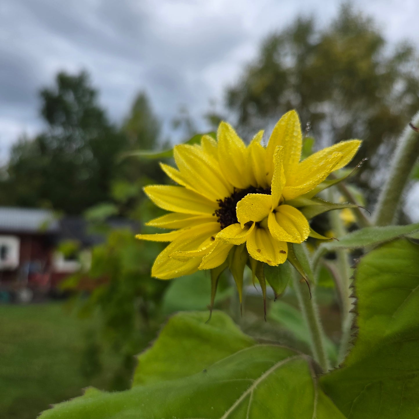 Sommarkurs i våttovning 1-5 augusti, anmälningsavgift